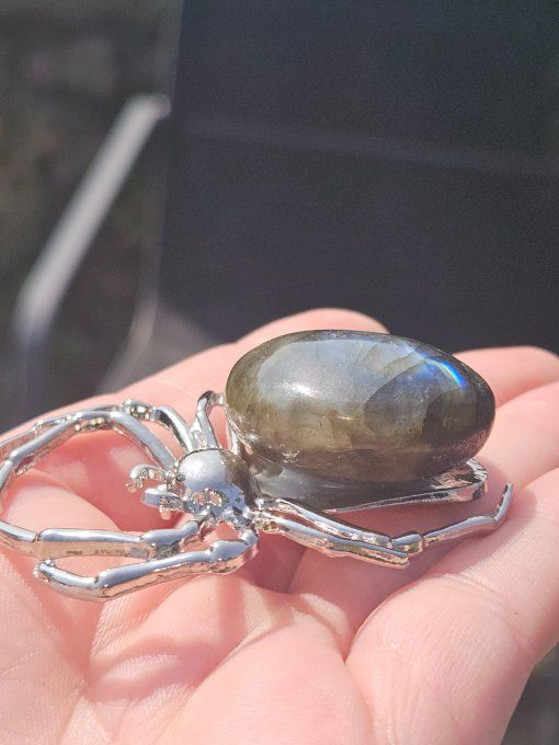 Araignée labradorite 