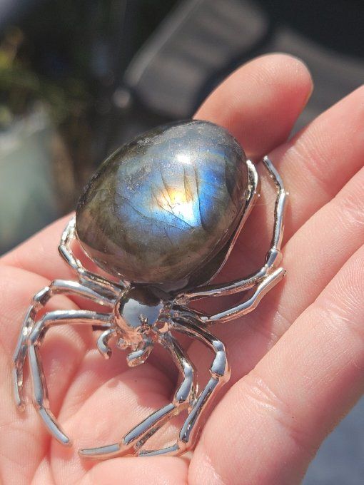 Araignée labradorite 