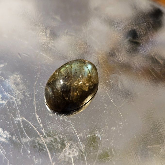 Petites labradorites  - virginie