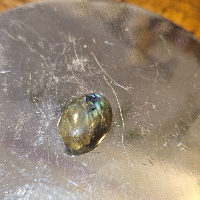 Petites labradorites  - virginie
