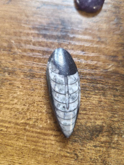 Collier Orthoceras ✨Straight Horn ✨ - perle de lave 