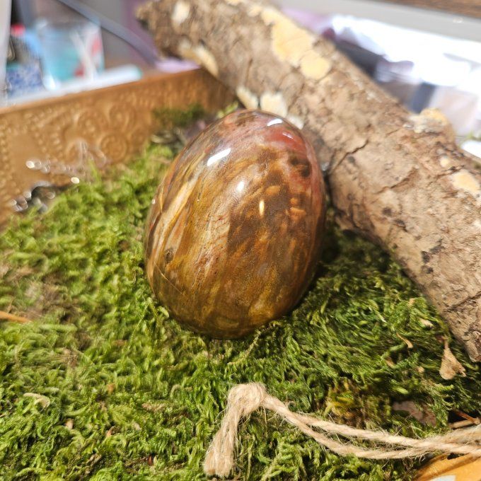 Bois fossile pétrifié oeuf 10*5