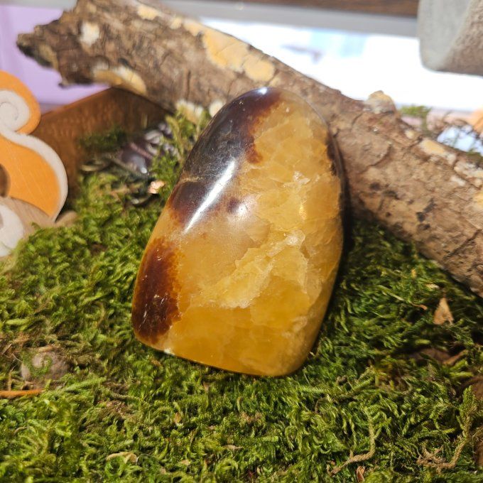forme septaria - 