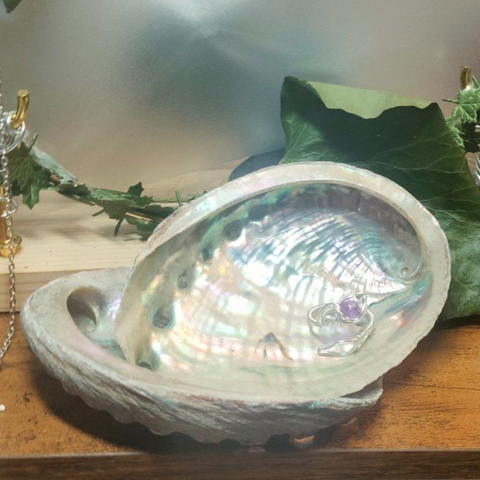 Coquille D'ormeau Classe A 