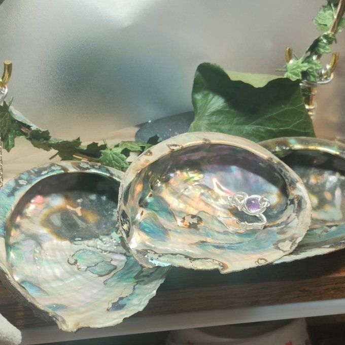 Coquille d'ormeau B 11/13cm