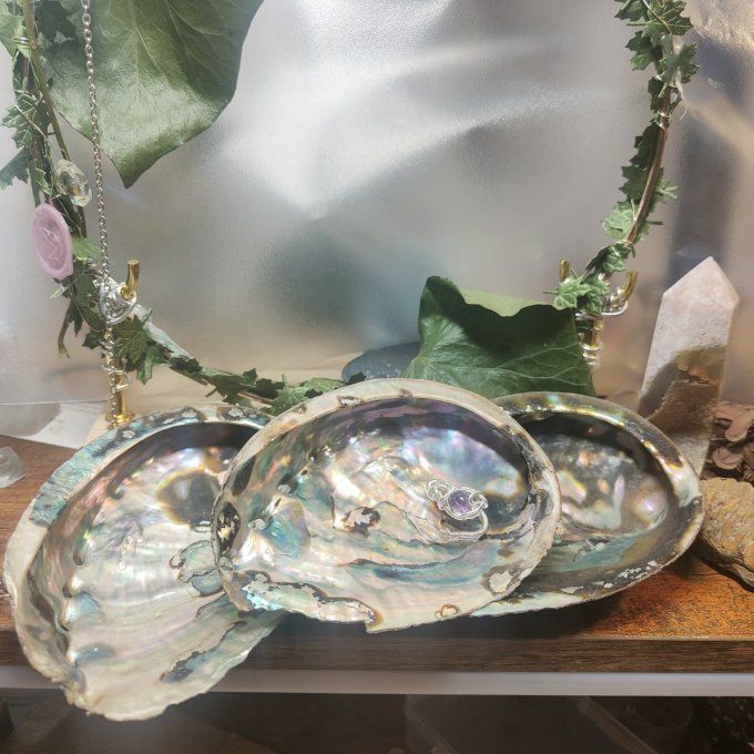 Coquille d'ormeau B 11/13cm