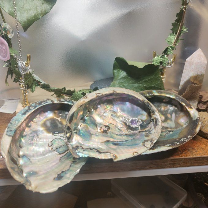 Coquille d'ormeau B 11/13cm