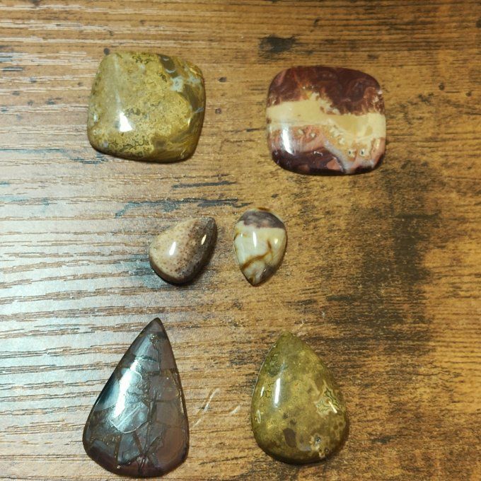 Bois fossile , pétrifié, silicifié et bois de palmier