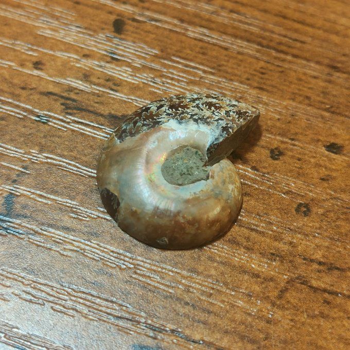 Ammonite opalisé 