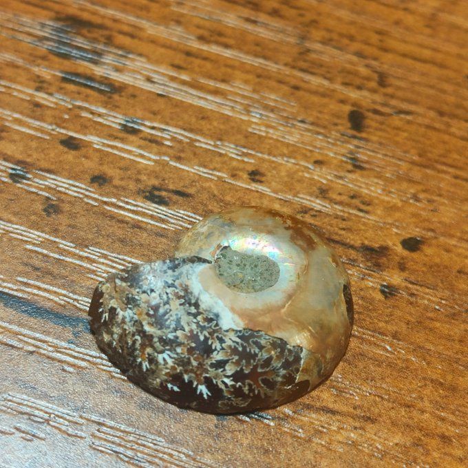 Ammonite opalisé 