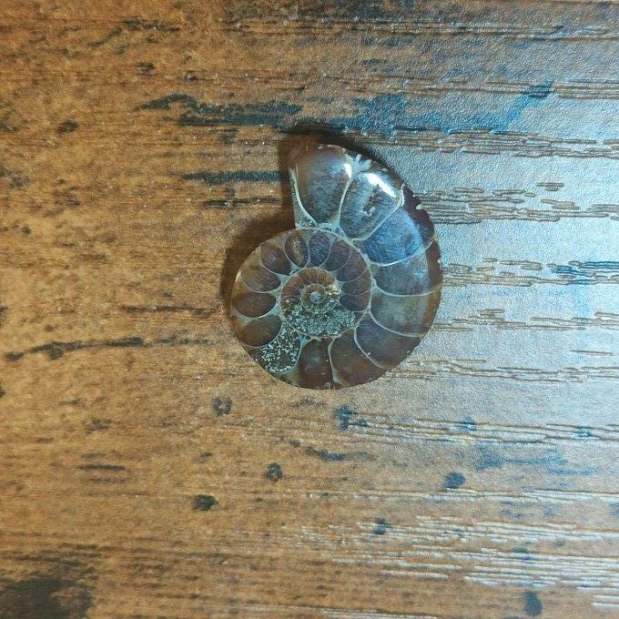 Ammonite opalisé 